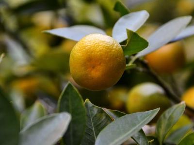 金桔冰糖止咳的做法