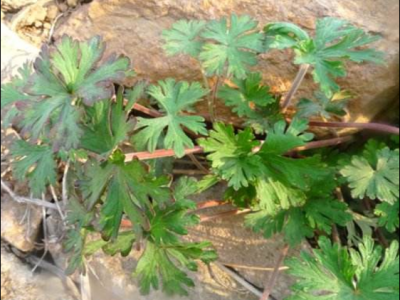 什么人不適合仙鶴草