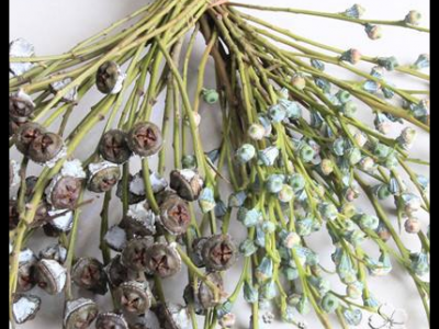 桉樹果的功效與作用及禁忌