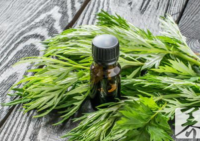 艾草熏腰有什么作用