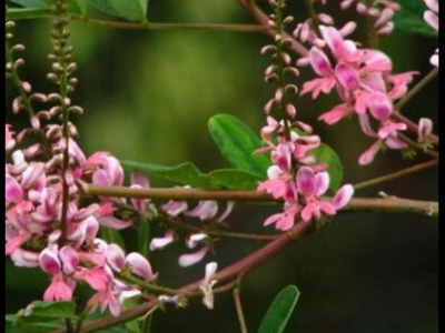 木藍的功效與作用