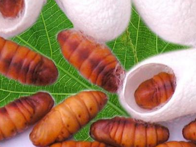 蟬蛹的功效與作用（蟬蛹的營養價值）