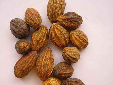 訶子肉的功效與作用