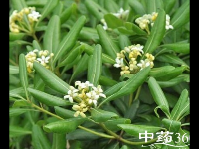 一朵云葉的功效與作用-禁忌-圖片-食用方法-怎么吃-副作用