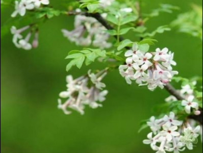 羽葉丁香的功效與作用及禁忌_副作用及食用方法