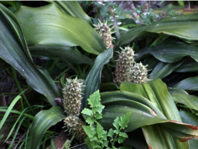 搜山虎的功效與作用及禁忌