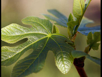 無花果葉泡水喝的功效