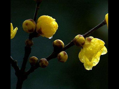 梅花的功效與作用及禁忌