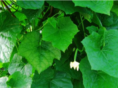 絲瓜葉的功效與作用及禁忌