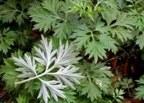 艾葉洗頭注意事項(xiàng)-易網(wǎng)<a href=http://www.xllyou.com/ target=_blank class=infotextkey>健康養(yǎng)生</a>網(wǎng) 艾葉洗頭注意事項(xiàng)