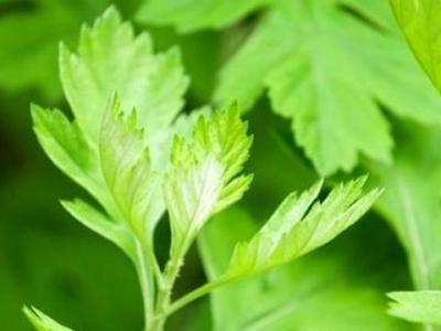 艾草加鹽能夠 止癢嗎