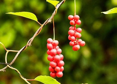 五味子如何吃有用