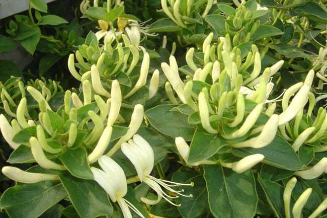 金銀花泡水洗臉的功效作用