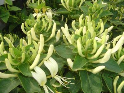 金銀花葉子的作用與功效