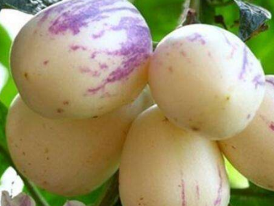 哪些人不適合吃人參果