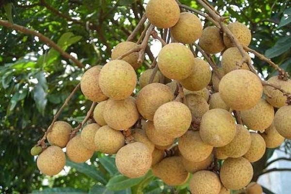 桂圓和龍眼的區(qū)別-易網(wǎng)健康<a href=http://www.xllyou.com/jkys/ target=_blank class=infotextkey>養(yǎng)生</a>網(wǎng) 桂圓和龍眼的區(qū)別