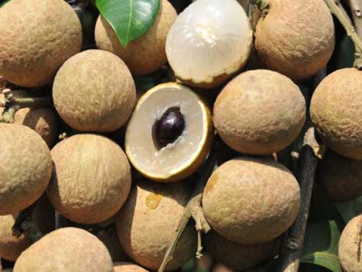 龍眼肉的功效作用 龍眼肉的食用方法