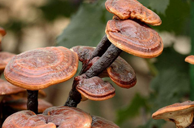 長年緊缺中藥材有幾種