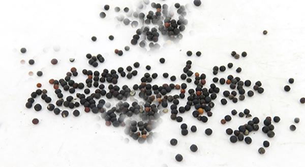 王不留行可以經常吃嗎？三個王不留行的副作用