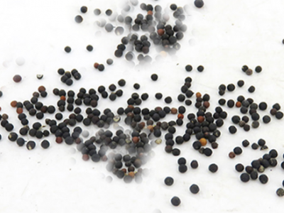 王不留行可以經常吃嗎？三個王不留行的副作用