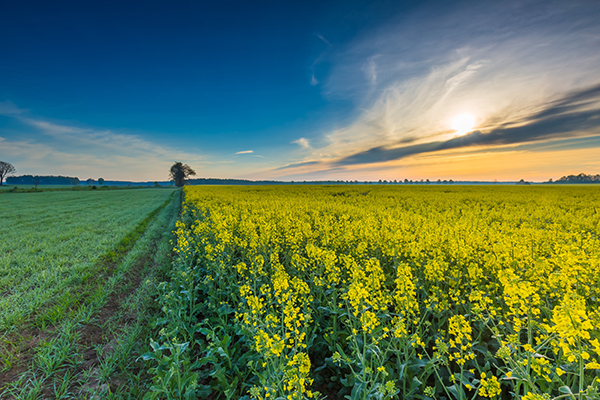 民間治近視偏方秘方?6種根治近視神奇民間秘方-易網(wǎng)健康<a href=http://www.xllyou.com/jkys/ target=_blank class=infotextkey>養(yǎng)生</a>網(wǎng) 民間治近視偏方秘方?6種根治近視神奇民間秘方
