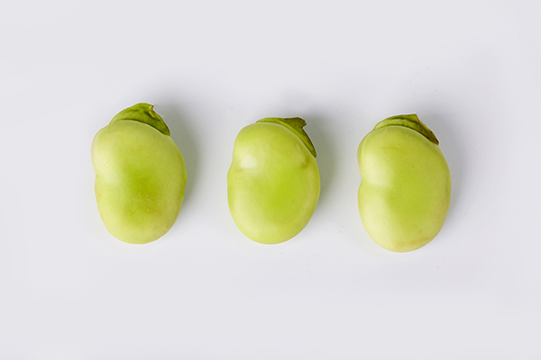 蠶豆的熱量高嗎?蠶豆含淀粉高嗎-易網<a href=http://www.xllyou.com/ target=_blank class=infotextkey>健康養生</a>網 蠶豆的熱量高嗎?蠶豆含淀粉高嗎