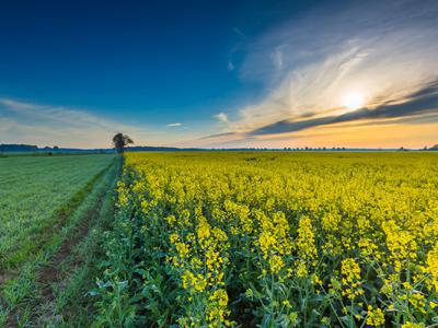 民間治近視偏方秘方？6種根治近視神奇民間秘方