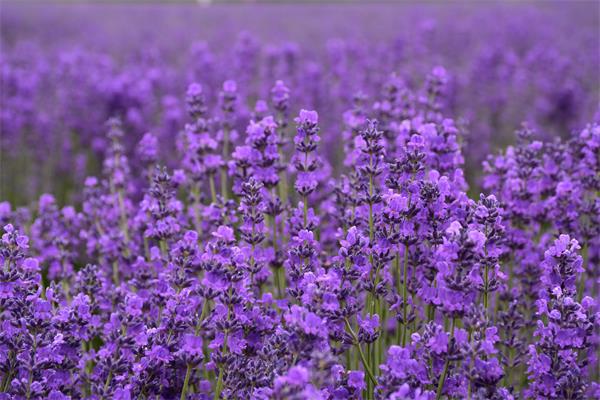 薄荷驅(qū)蚊嗎？薰衣草驅(qū)蚊嗎