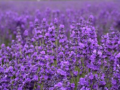 薄荷驅(qū)蚊嗎?薰衣草驅(qū)蚊嗎