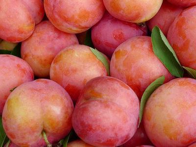 李子學名：李子，英文：Plum