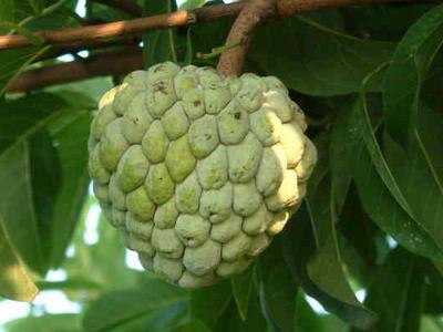 番荔枝學名：番荔枝，英文：Annona squamosa