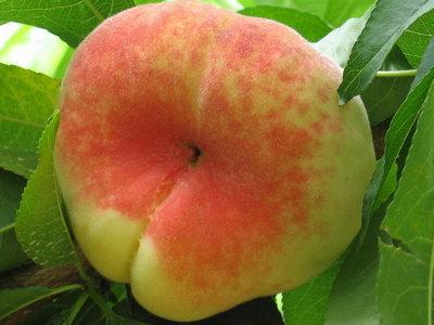 蟠桃學名：蟠桃，英文：flat peach