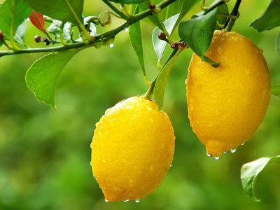 檸檬學名：檸檬，英文：lemon