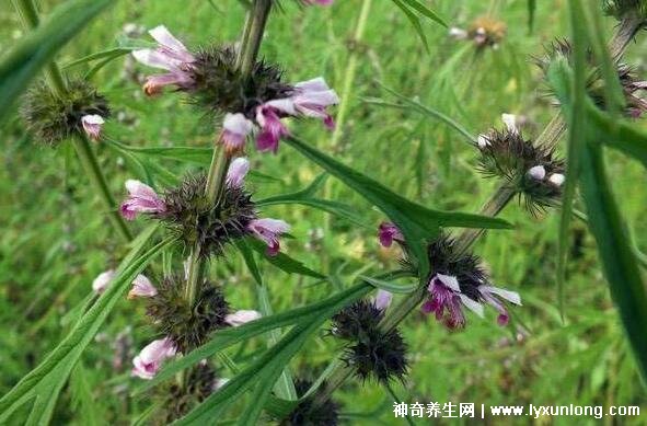 益母草是墮胎滑胎最兇的食物，誤服致胎兒畸形(大劑量的副作用)