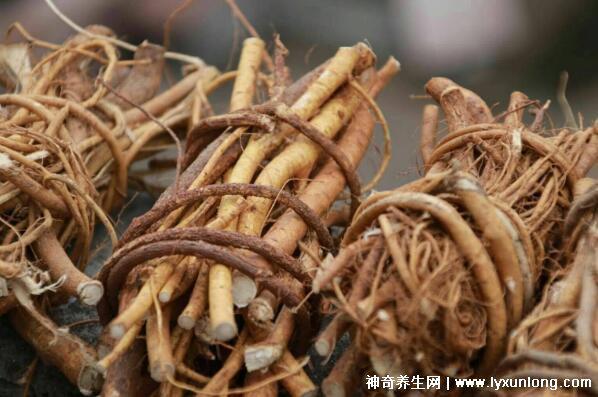 五指毛桃的副作用太大了,中毒反應肝損傷7大危害(六種人不宜吃)-易網健康<a href=http://www.xllyou.com/jkys/ target=_blank class=infotextkey>養生</a>網 五指毛桃的副作用太大了,中毒反應肝損傷7大危害(六種人不宜吃)