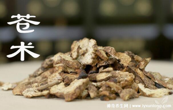 黃柏和蒼術泡水喝的功效與禁忌，7種人不宜吃黃柏和蒼術