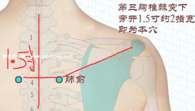 穴位肺俞的準(zhǔn)確位置圖片和功效，2個(gè)找肺俞最笨方法(止咳化痰)
