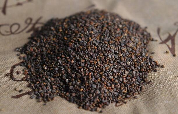 沙苑子泡水三大禁忌，十種人不能吃沙苑子(不能天天喝)