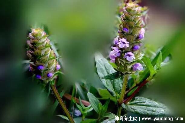 夏枯草專治十種病，甲狀腺腫/黃疸型肝炎/高血壓(功效主治)