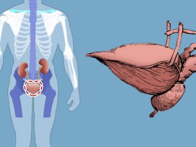 膀胱經(jīng)絡有哪些