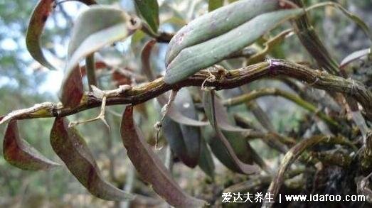 石斛適合多少歲吃,結合功效來看適宜老年人(太小的孩子不建議)-易網健康養生網 石斛適合多少歲吃,結合功效來看適宜老年人(太小的孩子不建議)