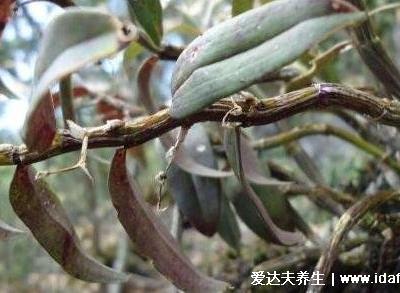 石斛適合多少歲吃，結(jié)合功效來看適宜老年人(太小的孩子不建議)