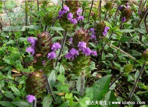 5種夏枯草的圖片,夏枯草的功效與作用及食用方法-易網(wǎng)健康養(yǎng)生網(wǎng) 5種夏枯草的圖片,夏枯草的功效與作用及食用方法