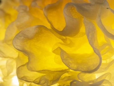 銀耳能不能用于養(yǎng)生藥膳